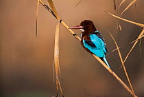 White throated kingfisher {Halcyon smyrnensis gularis} perched on a reed, Israel.