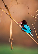 White throated kingfisher {Halcyon smyrnensis gularis} perched on a reed. Israel.