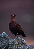 Red grouse {Lagopus lagopus scoticus} standing on a rock, Scotland, UK.