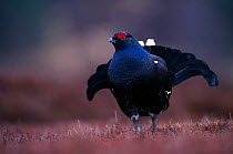 Male Black grouse {Tetrao tetrix} displaying on lek site. Scotland, UK.