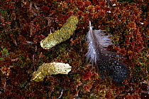 Black grouse {Tetrao tetrix} droppings and feather. Scotland, UK.