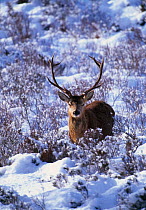 Red deer stag {Cervus elaphus} amongst snow-covered birch regeneration. Scotland, UK