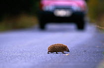 European hedgehog {Erinaceus europeaeus} crossing road, car in distance