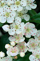 Hawthorn / Mayflower in flower {Crataegus monogyna} Scotland, UK.