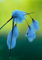 Broad leaved cotton grass flowering {Eriophorum latifolium} Estonia.
