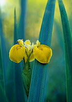 Yellow iris {Iris pseudacorus} flower, Estonia.