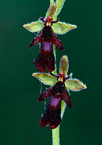 Fly orchid {Ophrys insectifera}. Estonia.
