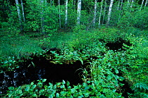 Damp nemoro-boreal forest in Emajoe Suursoo Nature Reserve, Estonia.