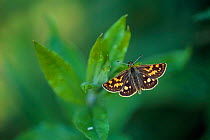 Chequered skipper butterfly {Carterocephalus palaemon} at rest, Estonia.