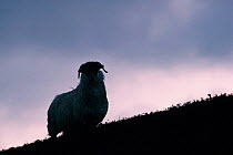 Silhouette of a Black faced sheep {Ovis aries} on mountain top. Scotland, UK.