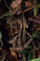 Lizards (unidentified) fighting, Ulu Temburong NP. Brunei, Malaysia