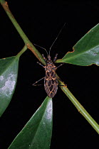 Shield bug (unidentified) Ulu Temburong NP. Brunei, Malaysia