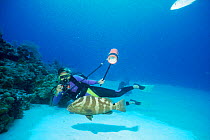 Diver photographing Nassau grouper {Epinephelus striatus} Cayman Is, Caribbean