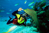 Diver feeding Green moray eel {Gymnothorax funebris} Grand Cayman Is, Caribbean