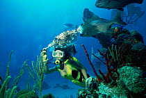 Diver feeding Longtail / Scrawled filefish {Aluterus scriptus} Bahamas, Caribbean