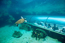 Green turtle {Chelonia mydas} being viewed by tourists at Aquarium, Bahamas