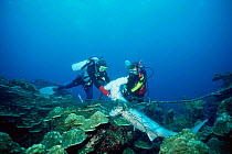 Divers cut free Hammerhead shark {Sphyrna lewini} caught in illegal shark net Galapagos
