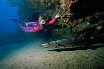 Diver with Great Barracuda {Phrynaea barracuda} Saba, Malaysia