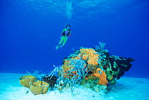 Diver viewing Sponges, Bahamas