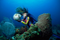 Diver with inflated Porcupine fish {Diodon hystrix} Florida, USA.