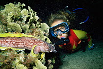 Diver with Splendid toadfish {Senopus splendidus} Caribbean