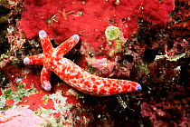 Sea star {Linckia multifora} regenerating body from single arm, Palau, Micronesia