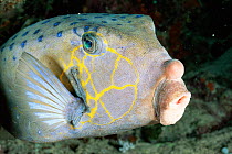 Cube trunkfish / Yellow boxfish {Ostracion cubicus} Layang layang atoll, Malaysia