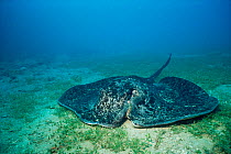 Marbled stingray {Taeniurops meyeni} on seabed, Queensland, Australia