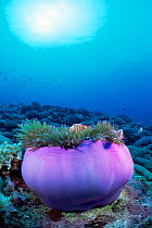 Magnificent anemone shelters Pink anemonefish, Malaysia {Heteractis magnifica}