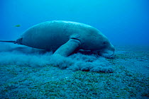 Dugong {Dugong dugong} feeding on sea grass, Indo-Pacific