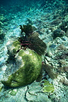 Brain coral broken off and rolled over by hurricane Gilbert, 1988, Gulf of Mexico