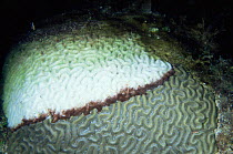 Brain coral {Pseudodiploria strigosa} dieing from Black band disease, Bahamas
