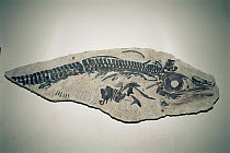Fossil ichthyosaur {Opthalmosaurus monocharactus} Argentina