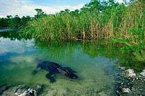 American alligator {Alligator mississippiensis} Florida, USA.