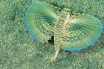 Flying gurnard {Dactylopterus volitans} startle display with wings spread, Caribbean