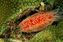 Rough file clam / Flame scallop {Lima scabra} Caribbean