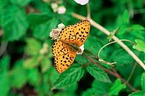 Lesser marbled fritillary butterfly {Brenthis ino} resting.,France.