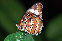 Orange lacewing butterfly {Cethosia penthesilea} resting, Australia. Captive
