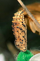 Spotted fritillary butterfly {Melitaea didyma} chrysalis. Germany.
