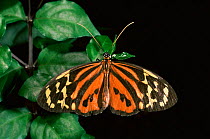 Tiger butterfly {Tithorea harmonia} resting. Amazon, Ecuador. Captive.