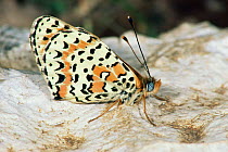 Spotted fritillary butterfly {Melitaea didyma}  Germany.