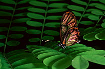 Zavaleta glasswing butterfly {Godyris zavaleta} Amazon, Ecuador. Captive