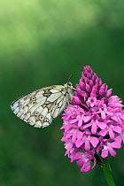 Marbled white butterfly {Melanargia galathea} on Pyramidal orchid {Anacamptis pyramidalis}