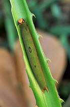 Butterfly {Dynastor darius} caterpillar on bromeliad leaf. Costa Rica.