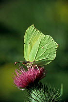 Brimstone butterfly {Goneopteryx rhamni} resting on thistle. UK.