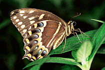 Palamedes swallowtail butterfly {Papilio palamedes} wings closed, USA