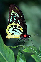 Australian birdwing butterfly {Ornithoptera priamus} resting. Australia. Captive Melbourne Zoo