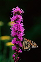 Monarch butterfly {Danaus plexippus} resting on flower. USA.