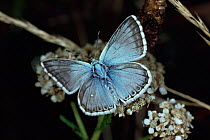 Chalkhill blue butterfly {Polyommatus coridon} resting. Germany.