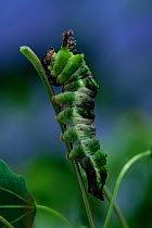 Poplar admiral butterfly larva {Limenitis populi} on leaf. Germany.